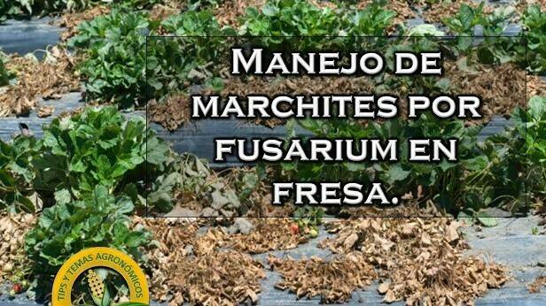 Fusarium-fresa-Tips Agronómicos|Micrografías de Fusarium. Imagen de los autores